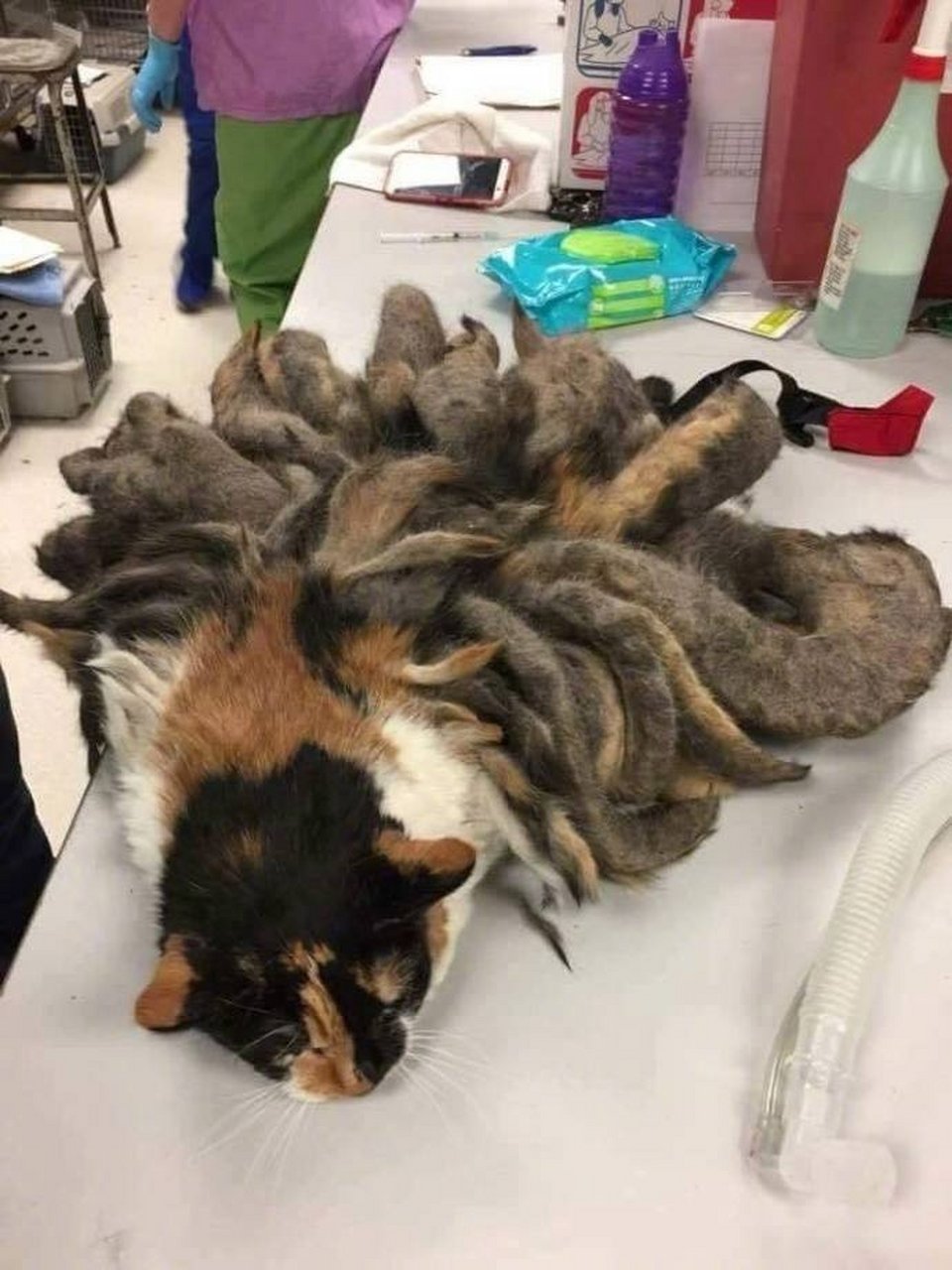 九游足球官网-足球场上的动物名场面：海鸥、猫、狗如何干扰比赛？